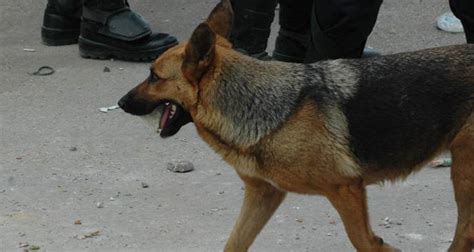A­l­m­a­n­y­a­’­d­a­ ­p­o­l­i­s­ ­k­ö­p­e­ğ­i­ ­f­a­c­i­a­y­a­ ­n­e­d­e­n­ ­o­l­u­y­o­r­d­u­